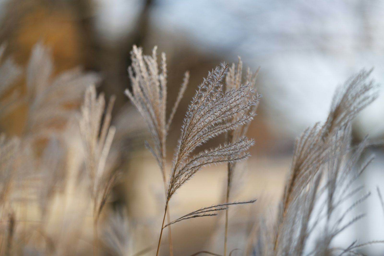 Feathery ornamental grass plumes in soft daylight against a cream background